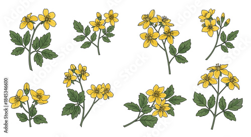 Several bright yellow flowers with delicate petals and green serrated leaves grow on slender branching stems forming a lively wildflower cluster.