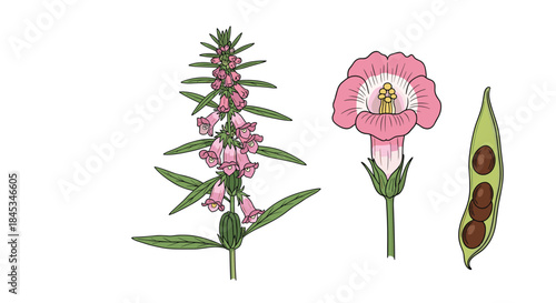 Three botanical illustrations depict pink flowering plants including a tall spike with blossoms a single pink poppy and an adjacent seed pod at maturity.
