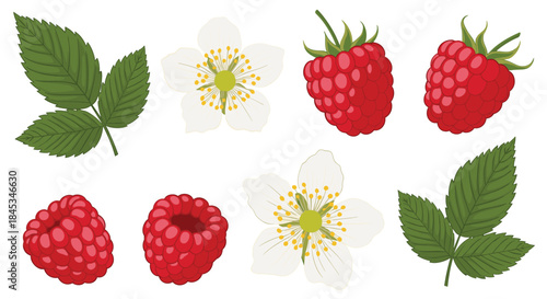 Vibrant collection of fresh red raspberries white raspberry blossoms and green leaves arranged in a bright botanical collage for nature inspired imagery.