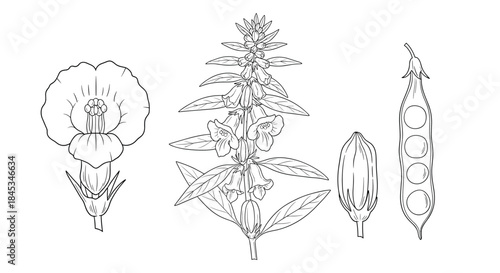 Detailed botanical line drawing showing a poppy blossom a tall flowering plant with slender leaves and blossoms and a pea like seed pod with round seeds.