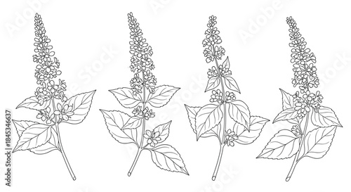 Four black and white line drawings show a tall flowering plant with dense spike blossoms and large serrated leaves along sturdy stems.