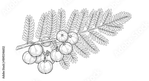 Branch with berries and feathery pinnate leaves rendered in a vintage line drawing style showcasing delicate shading and botanical detail.
