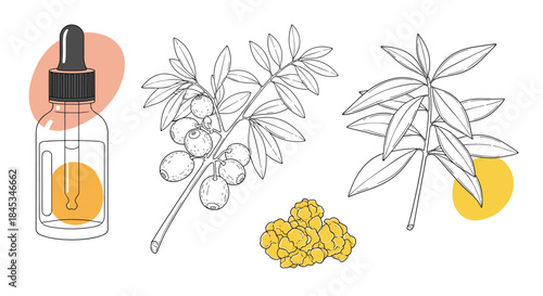 Illustration of an essential oil bottle beside olive branch with olives and turmeric root representing botanicals used in aromatherapy and culinary blends.