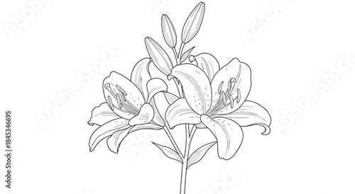 Exquisite line drawing of lily flowers with open blooms and buds showing delicate petal details and graceful stem structure in a refined botanical illustration.