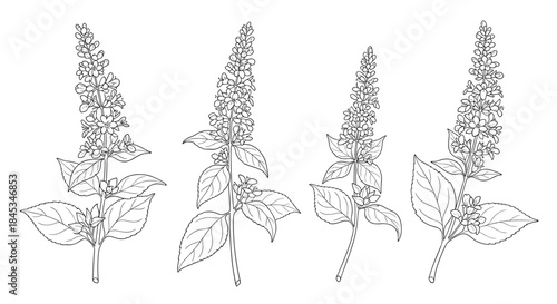 Four botanical line drawings depict tall flowering plants with slender stems long racemes and large veined leaves arranged along the stem in a sketch.