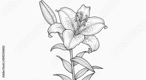 Lily in full bloom depicted as a detailed botanical sketch showing a trumpet shaped flower with speckled petals and slender leaves along a tall stem.