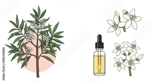 Illustration of a leafy flowering shrub with white blossoms beside a glass dropper bottle of essential oil and jasmine flowers for natural fragrance.