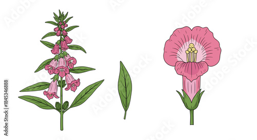 Illustration of a tall pink foxglove plant with clustered blossoms beside a single leaf and a separate pink hibiscus flower with yellow stamens.