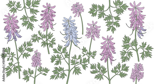 Fields of lavender flowers rise in a sunny meadow showing tall purple spikes and feathery green leaves in a tranquil natural display.