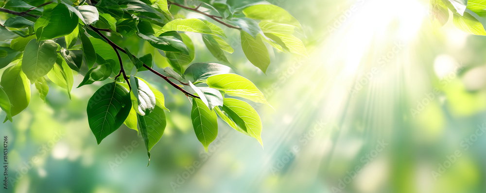Obraz premium fresh soft spring leaves with warm sunlight beams creating a bright open upper space for refined seasonal text placement