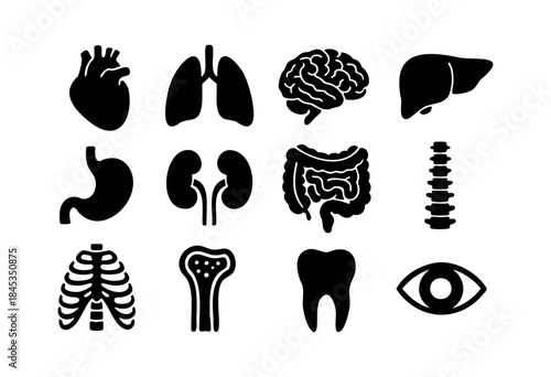 A comprehensive collection of human internal organs and body parts depicted as black silhouette icons on a clean white background — stock vector.
