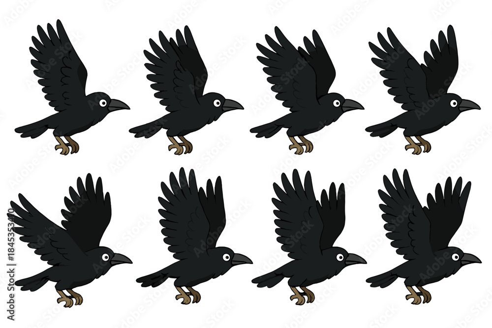 Obraz premium Eight sequential frames of a black crow or raven bird in flight motion