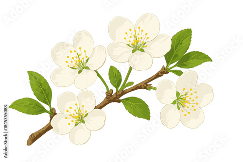 Delicate white spring blossoms with fresh green leaves on a woody branch