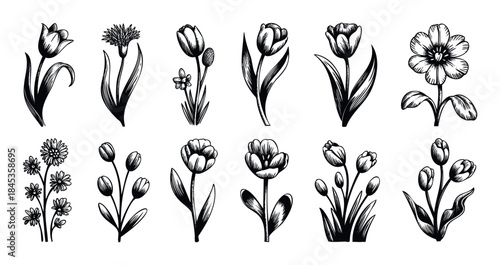 Collection of handdrawn floral elements featuring tulips and daisies perfect for spring themed projects and graphic accents