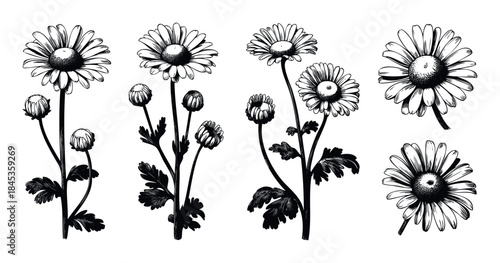 Black and white ink sketches of daisy flowers and buds with leaves, perfect for floral graphic resources and botanical art projects