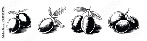 Vintage black and white engravings of olives on branches with leaves, ideal for food packaging, restaurant branding, and agricultural themes, conveying natural quality and tradition.