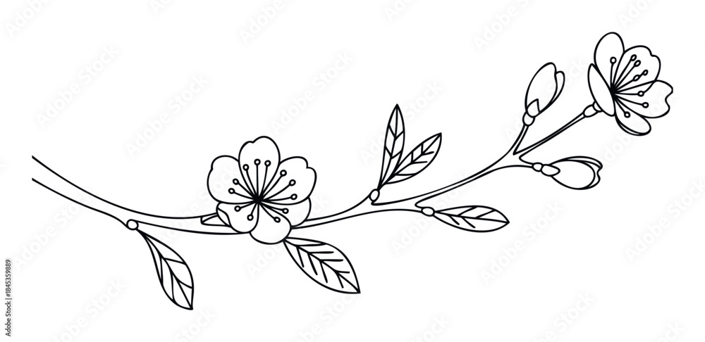 Obraz premium Delicate line drawing of a blooming cherry blossom branch with buds and leaves, perfect for spring themed websites and organic product branding