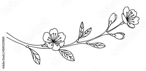 Delicate line drawing of a blooming cherry blossom branch with buds and leaves, perfect for spring themed websites and organic product branding