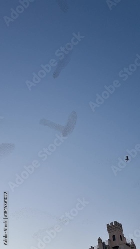 Landscape of Rome with flock of birds in winter time