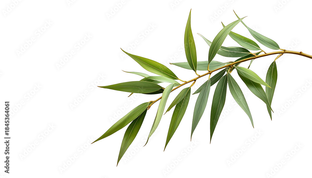 Fototapeta premium A graceful, isolated twig with long, green leaves against a stark, black backdrop