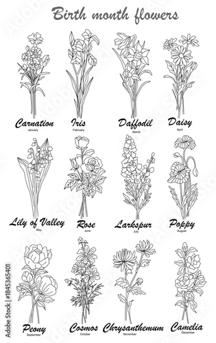 Chart of birth month flowers from January to December in clean black and white botanical style. Flat vector line art illustration isolated on transparent background
