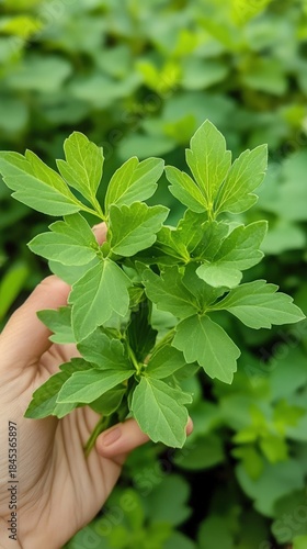 Hand Holding Fresh Green Plant Leaves in Lush Garden Setting.