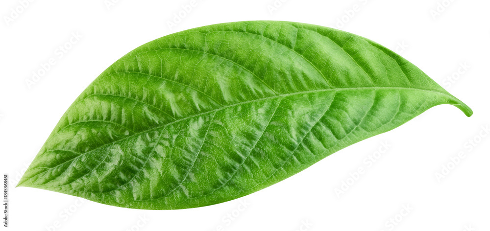 Fototapeta premium Leaf exotic isolated on transparent background. Tropical leaf PNG