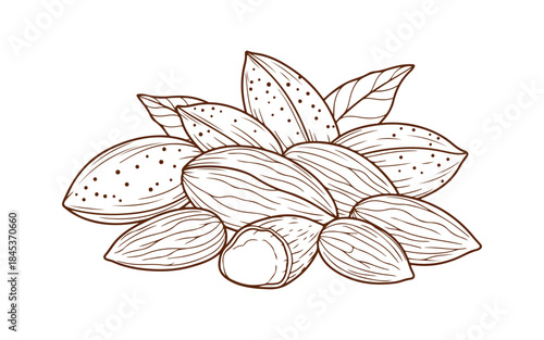 Drawing of almonds in lines. Elements are neatly grouped.

