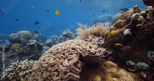 Corals and fish underwater in tropical sea in Raja Ampat