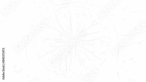 Citrus Slice Close-up Isolated on White Background