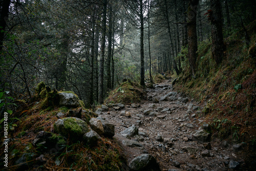 A rocky trail leads through a dense forest with tall trees and fog covering the ground. The path is uneven with stones scattered along the way
