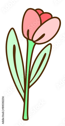 pink tulip flower