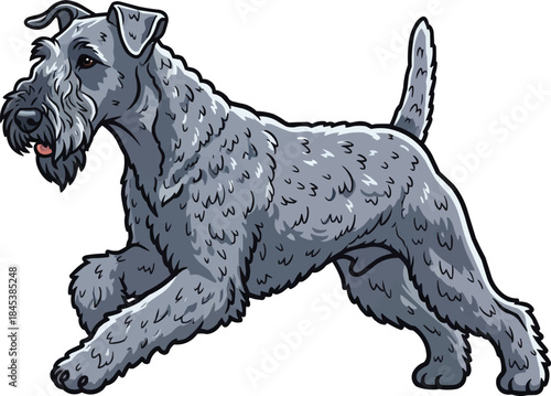 Kerry Blue Terrier dog running energetic playful stance