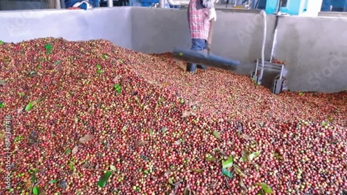 Coffee beans are processed in the factory