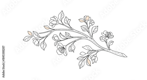 Elegant hand-drawn illustration of a delicate blooming cherry blossom branch with fine line art and subtle color accents.