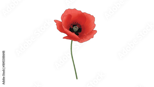 Vibrant red poppy flower isolated on a clean white background, symbolizing remembrance and beauty.