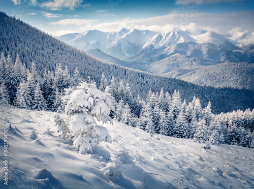 Astonishing winter view of small fir tree covered by fresh snow. Spectacular morning landscape of Carpathian forest. Calm outdoor scene of snowy walley. Beauty of nature concept background.