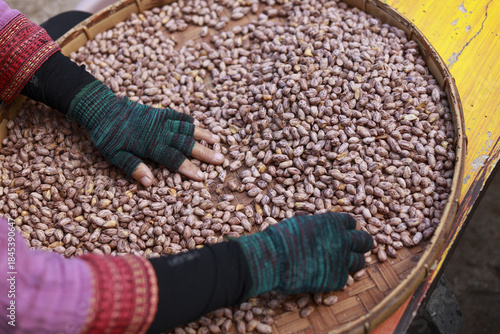 Foto Worker hand diligently sorting raw tiger striped peanuts in large woven basket