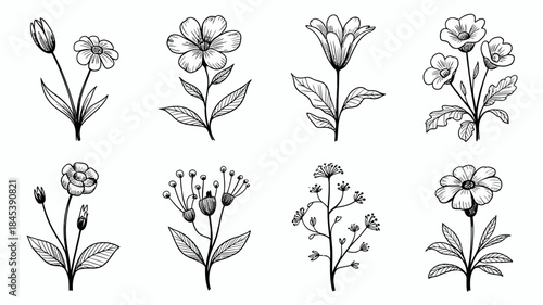 Black and White Floral Illustrations, Hand-Drawn Flowers and Leaves