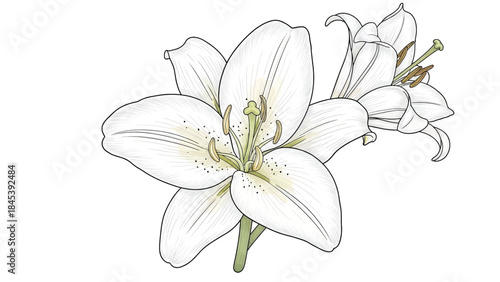 Delicate white lilies bloom with elegant petals and intricate details on a clean background.