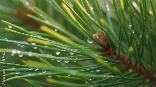 Macro Pine Needle Dew Movement