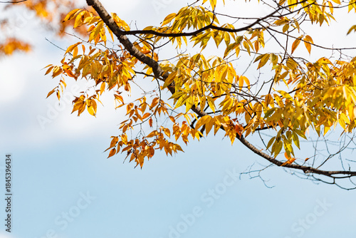 青空を背景に広がる秋のケヤキの黄色い紅葉とコピースペース