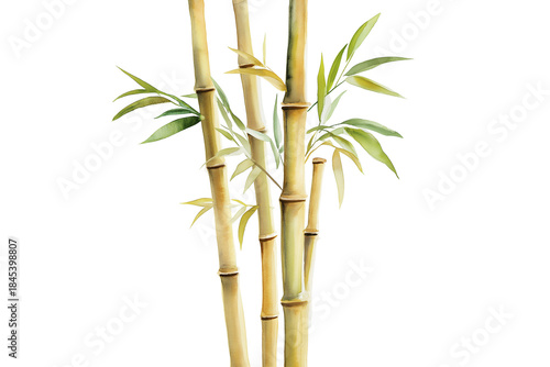 Natural Bamboo Watercolor Clipart Botanical Illustration Isolated on Transparent Background