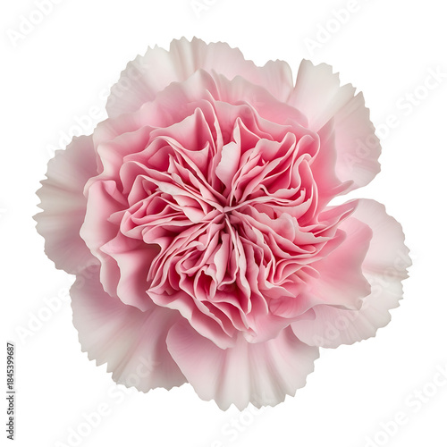 Delicate Pink Carnation Flower Isolated on White Background