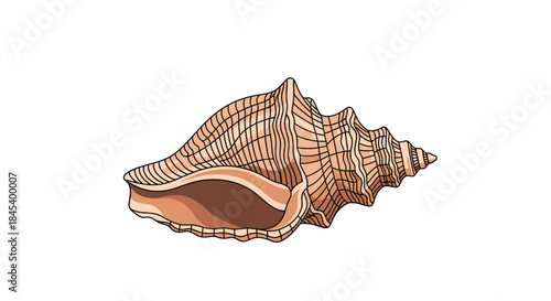 Spiral conch shell with textured ridges and warm brown tones shown in bright studio lighting on a clean white background.