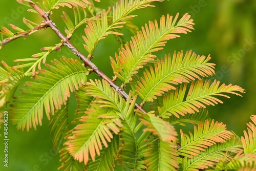 Plant list 2025 - Metasequoia glyptostroboides