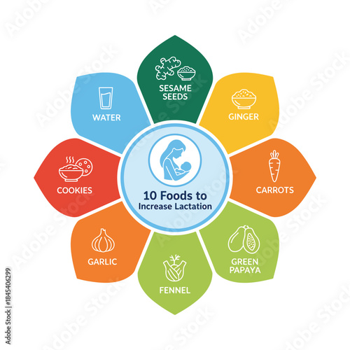 Circular infographic chart showing 10 foods to increase lactation vector illustration.