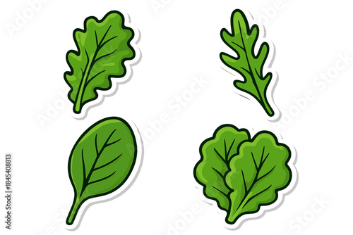 Fresh green salad leaves collection including spinach, arugula, and lettuce