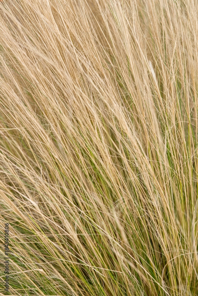 Fototapeta premium Plant list 2025 - Stipa tenuissima (Pony Tails)