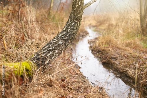 Wallpaper Mural Autumn landscape with a leaning birch tree covered in moss over a winding stream. Dry grass and dense thickets in natural, diffused light. Peaceful mood of wild nature in the countryside. Torontodigital.ca